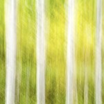 Fall-Aspens-Pan-1