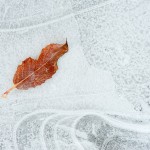 Athabasca-River-Ice-Leaf