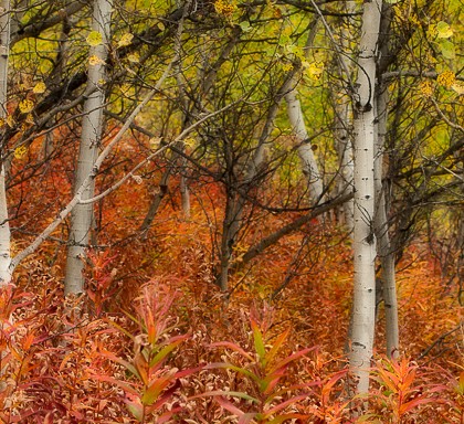 Coleman-Slopes-Fall-Colour