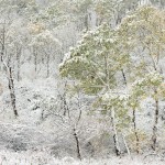 Cypress-Hills-Trees-Fall-Snow