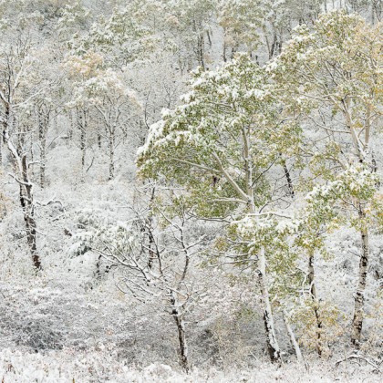 Cypress-Hills-Trees-Fall-Snow
