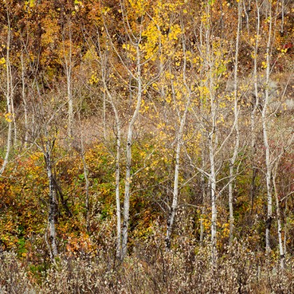 Dry-Island-Fall-Trees-1