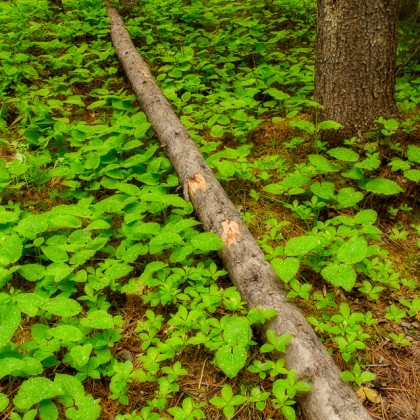 Fallen-Log-Forest-Floor