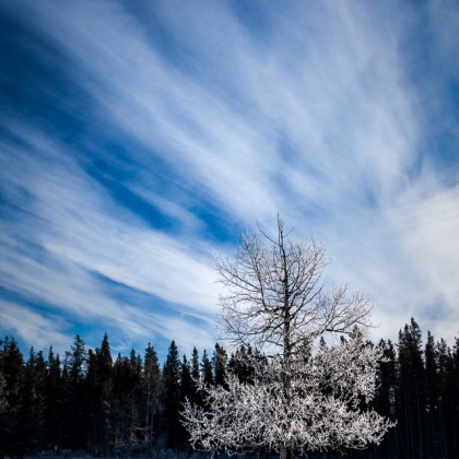 Frosted-Tree-Blue-Sky