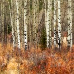 Kananaskis-Fall-Aspens