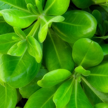 Kauai-Green-Leaves