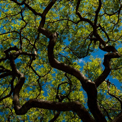 Kauai-Koloa-Monkeypod-Tree