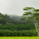 Kauai-Maluhia-Road-Tree