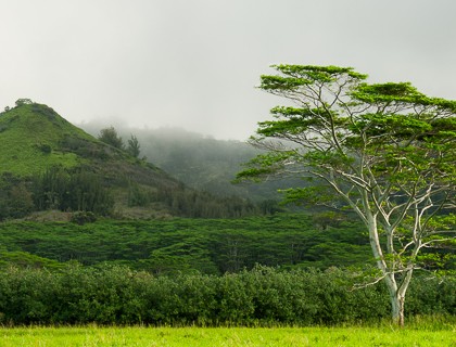 Kauai-Maluhia-Road-Tree