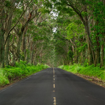 Kauai-Maluhia-Road-Tree-Tunnel