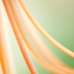 Lily-Filament-Detail