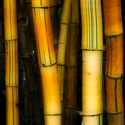 Maui-Bamboo