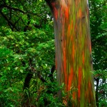 Maui-Rainbow-Eucalyptus-Tree