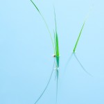 Mistaya-River-Grass-Reflection