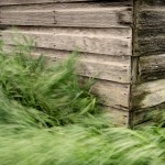 Old-Shed-Blowing-Grass