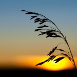 Prairie-Sunset-Silhouette